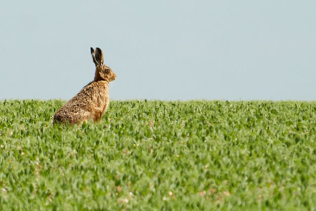 Hare in field